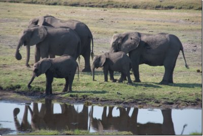 chobe2008bild010.jpg