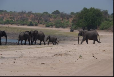 chobe2008bild025.jpg