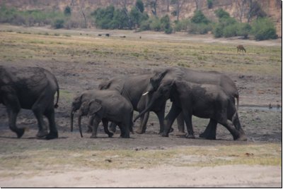chobe2008bild026.jpg