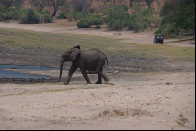 chobe2008bild027.jpg