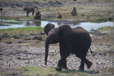 chobe2008bild030.jpg