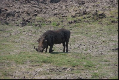 chobe2008bild033.jpg