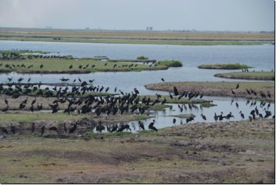 chobe2008bild034.jpg