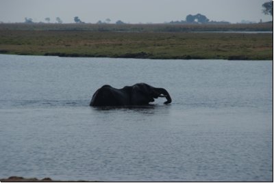 chobe2008bild036.jpg