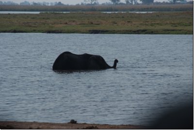 chobe2008bild037.jpg