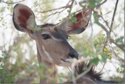 chobe2008bild038.jpg