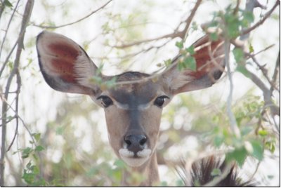 chobe2008bild039.jpg