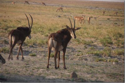 chobe2008bild041.jpg