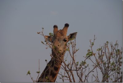 chobe2008bild042.jpg