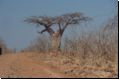 chobe2008bild007.jpg
