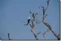 chobe2008bild009.jpg