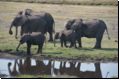 chobe2008bild010.jpg