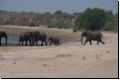 chobe2008bild025.jpg