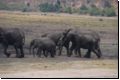 chobe2008bild026.jpg