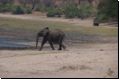 chobe2008bild027.jpg