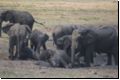 chobe2008bild028.jpg