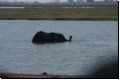 chobe2008bild037.jpg