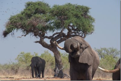 savuti2008bild030.jpg