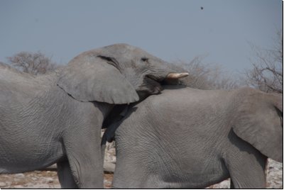 etosha2008bild006.jpg