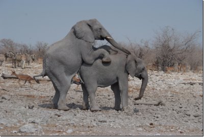 etosha2008bild007.jpg