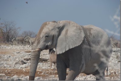 etosha2008bild012.jpg