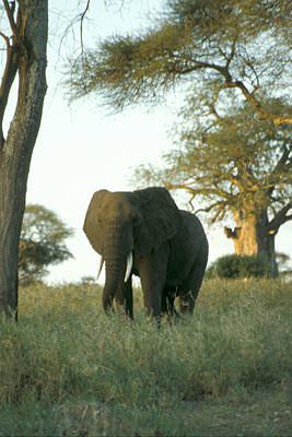 bild_gross_tanzania_031.jpg
